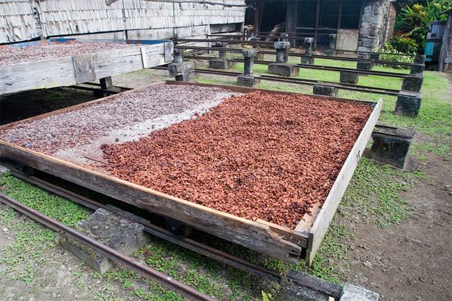 Verarbeitung der Kakaofrucht | Theobroma Cacao Schokoladen Magazin